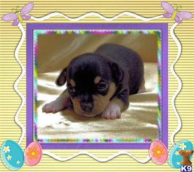 Puppies in KY